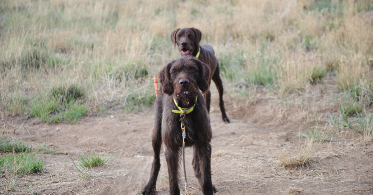 Windy best sale sage pudelpointers